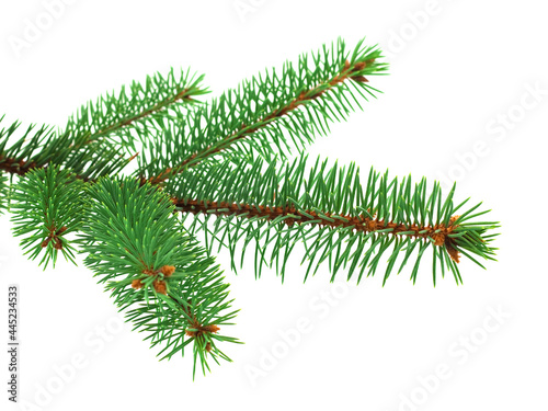 Fresh blue spruce branch on white background