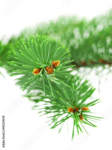 Fresh green spruce branch with little cones on white background, close-up
