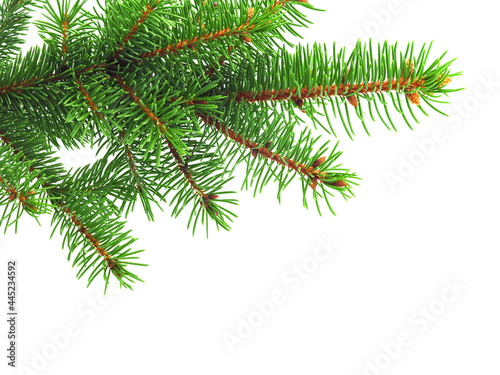 Fresh green spruce branch on white background