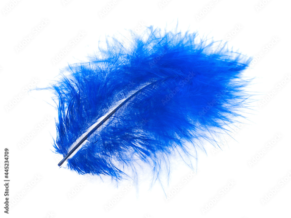 Blue feather on white background