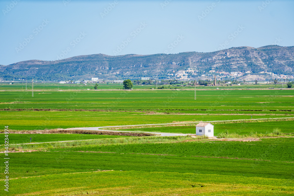 Fototapeta premium Green rice field landscape in Albufera de Valencia