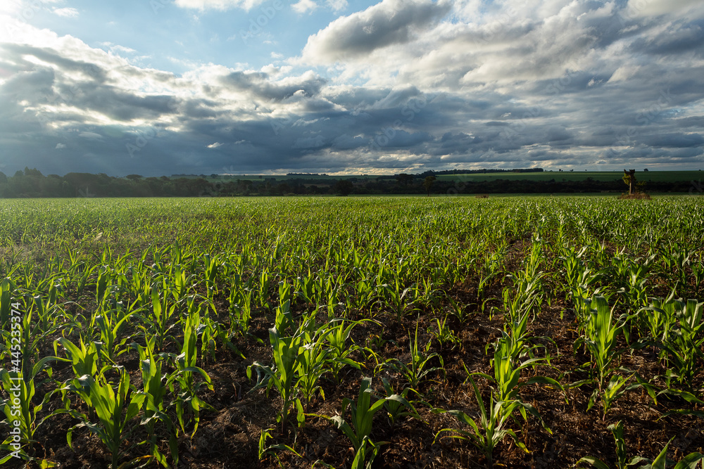 Field of corn.