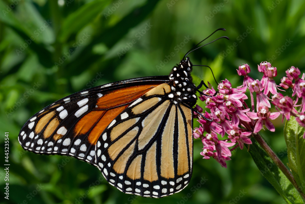 Monarch Butterfly on Swamp Milkweed Monarch Butterfly on Swamp Milkweed