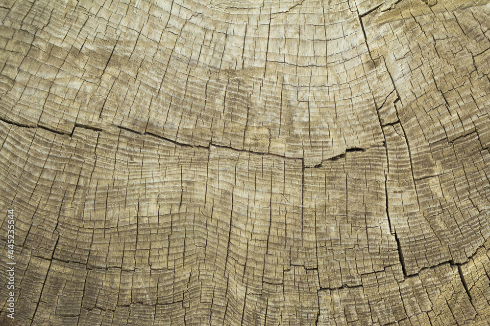 Fototapeta premium Close-up of old, gray, weathered southern oak wood with annual rings. Cross cut of a tree trunk. Textured surface. Background. The surface is covered with deep old cracks.