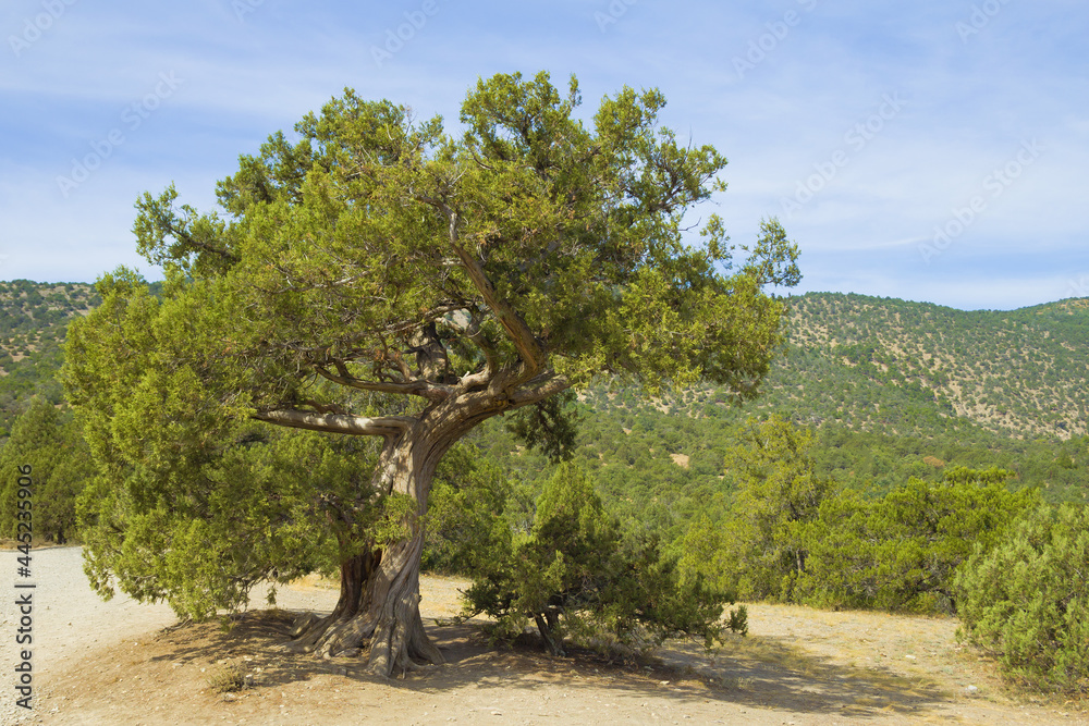 An image of a lonely, evergreen juniper tree against the backdrop of southern green hills and blue sky.