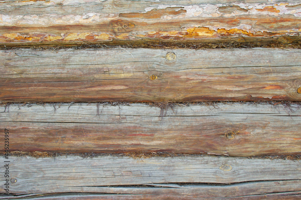 Naklejka premium An old weathered wall of a house of thick brown pine logs, cracked and bark. A layer of dry moss between the logs for thermal insulation, sound insulation. Texture and background. Copy space.