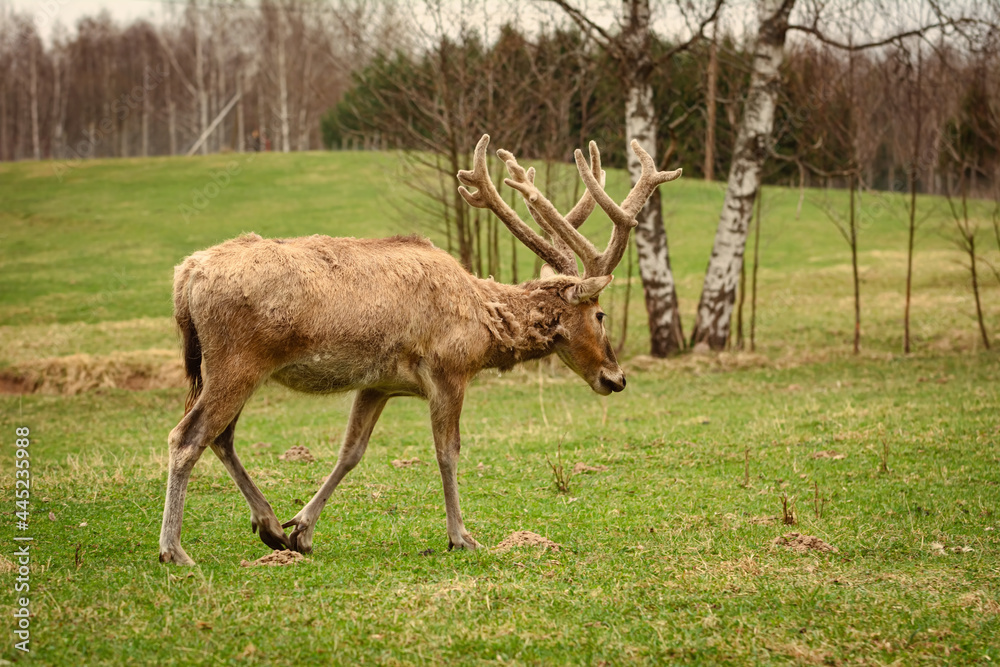 Deer on the pasture Deer on the pasture
