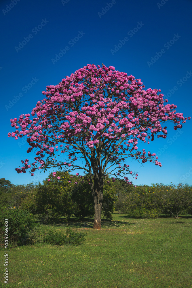 Flowering tree: Pink Trumpet Tree (Tabebuia impetiginosa). Selective focus.