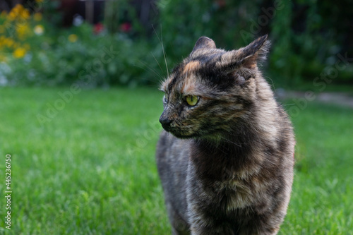 Cat stand on green grass with expression of anger on its face and in yellow eyes, animals emotions concept.