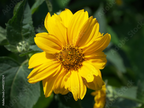 A single mountain arnica flower  close-up. Arnica is also known by the names mountain tobacco  leopard s bane and wolfsbane.