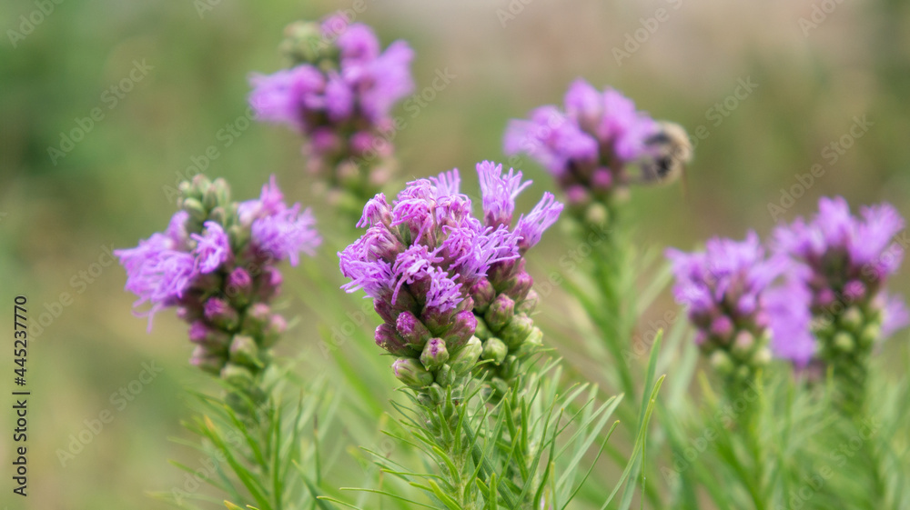 Purple flowers are blooming in the garden. Some buds of spring flowers. Background Purple flowers are blooming in the garden. Some buds of spring flowers. Background