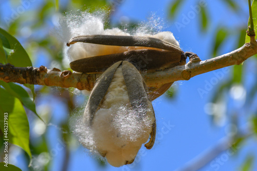 Closeup of fuzzy kapok with shells on a tree branch with a blurred background in a sunny garden photo