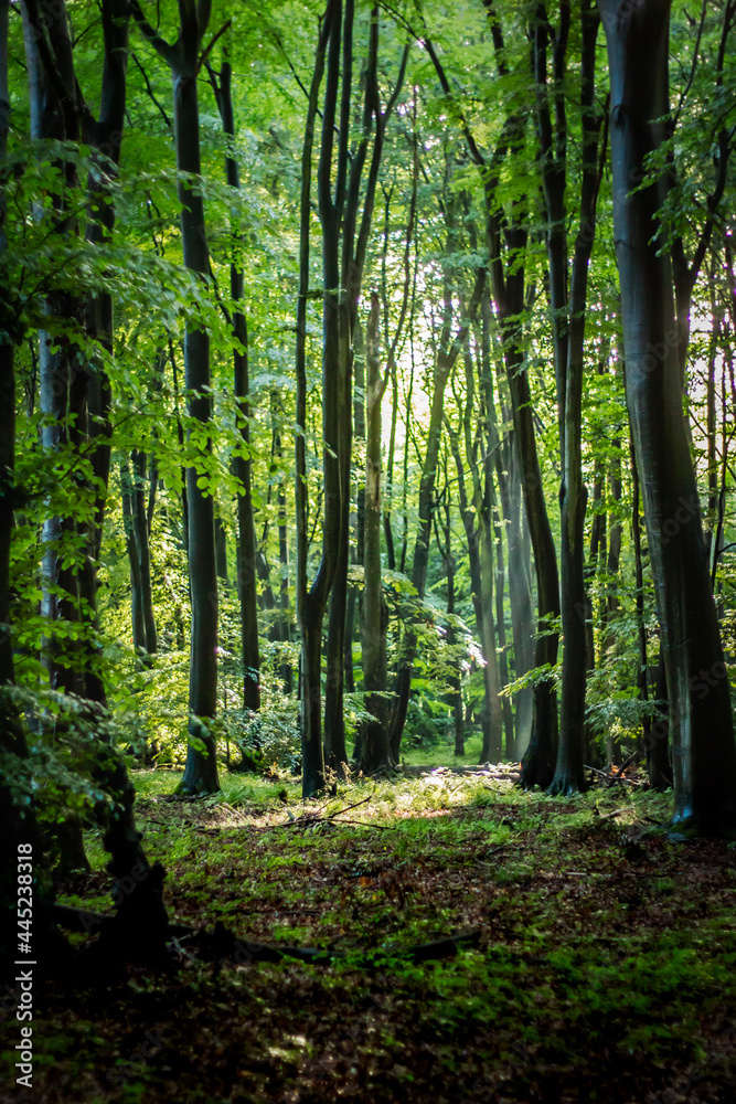 Nature German Green Forests, Rhine-Westerwald Nature Park.