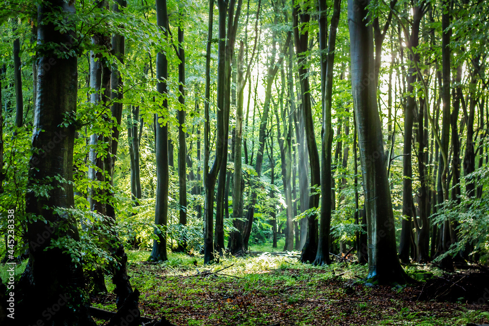 Nature German Green Forests, Rhine-Westerwald Nature Park.