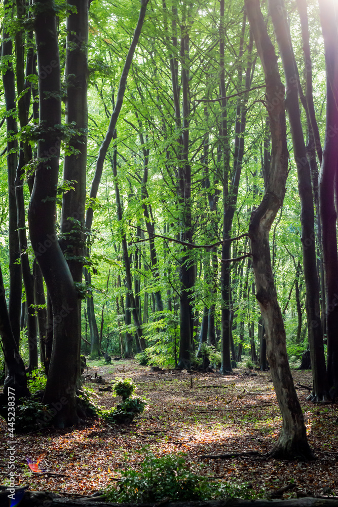 Nature German Green Forests, Rhine-Westerwald Nature Park.