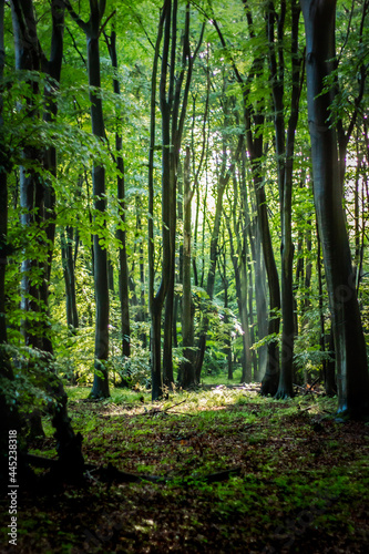 Nature German Green Forests, Rhine-Westerwald Nature Park.