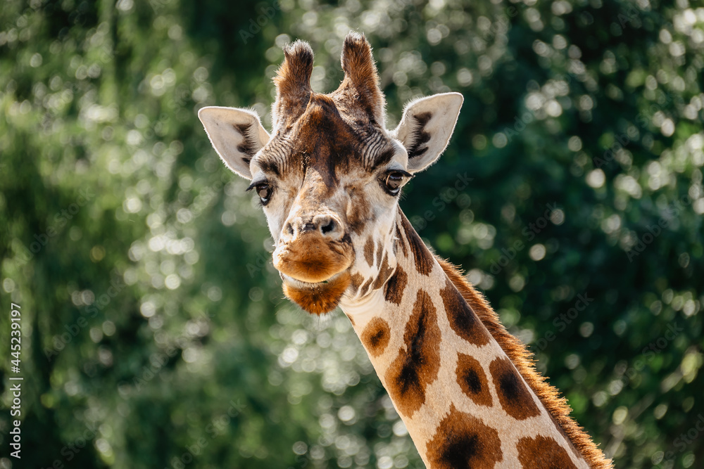 Rothschild giraffe in ZOO.Giraffe in front of green trees looking in to camera. Funny giraffe face. Front view of giraffe against green blurred foliage. Wild animal portrait space for text Rothschild giraffe in ZOO.Giraffe in front of green trees looking in to camera. Funny giraffe face. Front view of giraffe against green blurred foliage. Wild animal portrait space for text