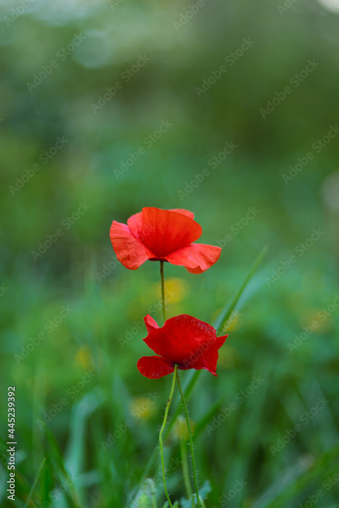 Two red poppy flowers. A medicinal plant. The focus is soft, the background is blurred Two red poppy flowers. A medicinal plant. The focus is soft, the background is blurred