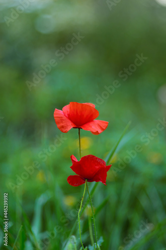 Two red poppy flowers. A medicinal plant. The focus is soft, the background is blurred