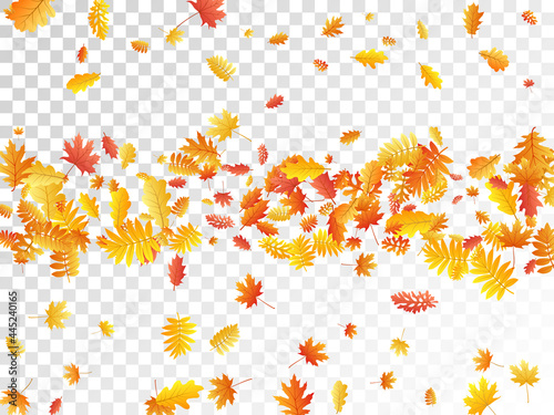 Oak, maple, wild ash rowan leaves vector, autumn foliage on transparent background.