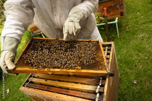 Beekeepers working with bees in forest