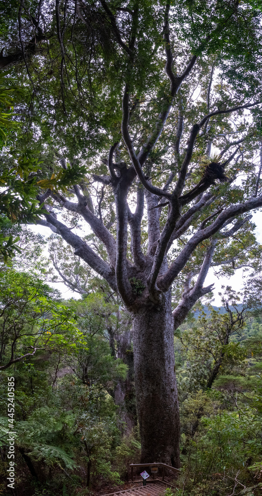 One of very view famous ancient Kauri trees One of very view famous ancient Kauri trees