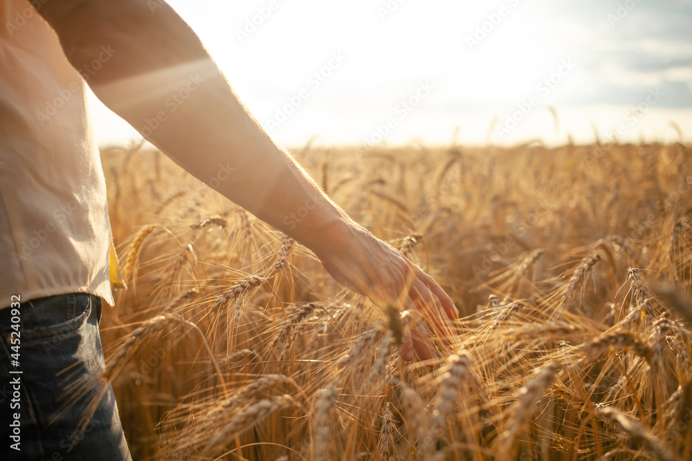agronomist checks the quality of the crop. Ripe wheat, a field of barley. A human hand against the backdrop of sunset. Love of nature, agricultural business. bread. Grain,