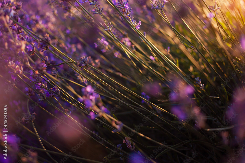 Fototapeta premium lavender field at sunset. Flowers with essential oil. Agricultural business. A flowering purple bush. Bees pollinate the flowers. Sunlight, blurry background. Large plantations close up