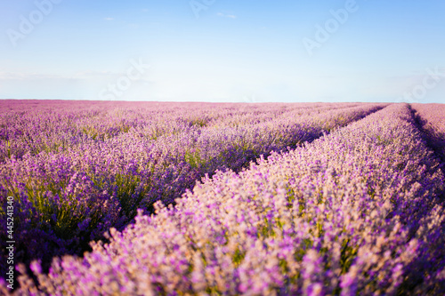 lavender field at sunset. Flowers with essential oil. Agricultural business. A flowering purple bush. Bees pollinate the flowers. Sunlight, blurry background. Large plantations sky