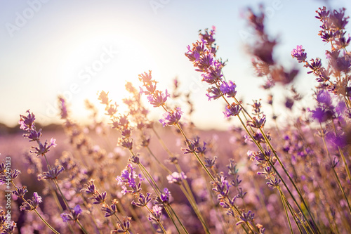 lavender field at sunset. Flowers with essential oil. Agricultural business. A flowering purple bush. Bees pollinate the flowers. Sunlight, blurry background. outdoor