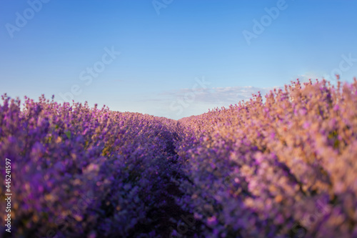 lavender field at sunset. Flowers with essential oil. Agricultural business. A flowering purple bush. Bees pollinate the flowers. Sunlight, blurry background. Large plantations row