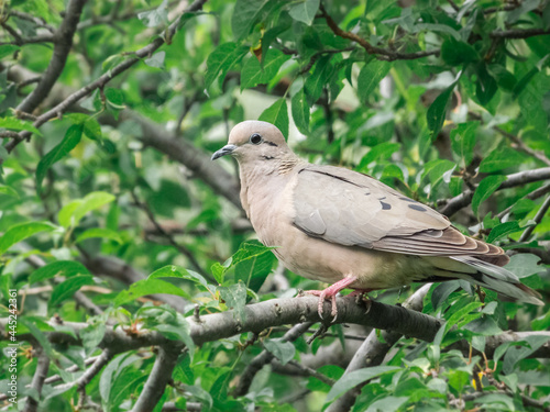 Dove in a branch