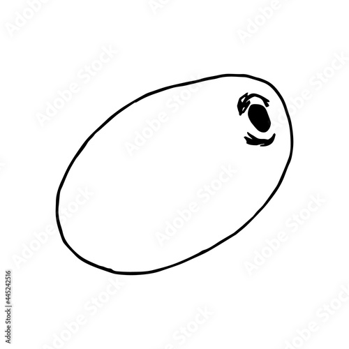 Hand drawn kiwi isolated on white background. Simple vector illustration. Sliced bright green round kiwi fruit isolated on a white background. Ingredient, cooking, dessert, vitamin, menu, logo