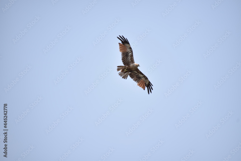 Obraz premium osprey in flight