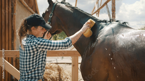 Horse owner giving a bath to her seal brown stallion in the stable. With a sponge rubbing the neck of her horse. Sunlight hitting the shiny horse coat. Girl dressed in a checked shirt and wearing a