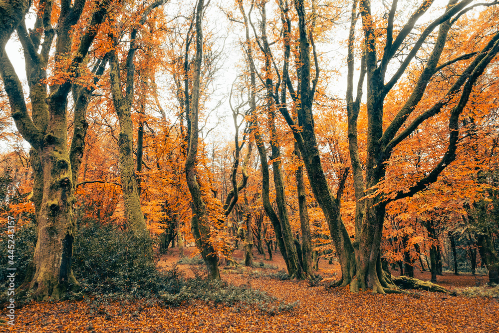 Fototapeta premium L'automne dans les forêts du Morvan