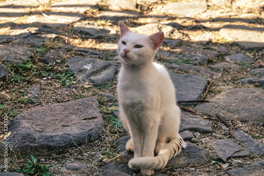 A white cute kitten is sitting on stony road A white cute kitten is sitting on stony road