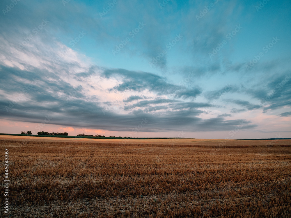 sunset over wheat field, agricultural landscape