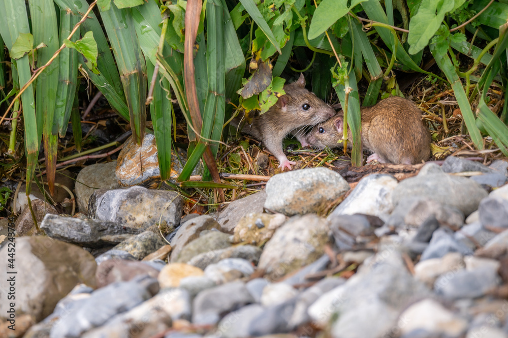 Brown rat. Rattus norvegicus. Common rodent foraging.