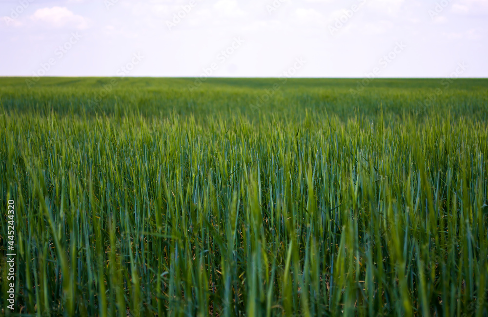 Young green wheat grows in the field. Rows with sprouts of wheat. Concept until Earth Day. Young green wheat grows in the field. Rows with sprouts of wheat. Concept until Earth Day.