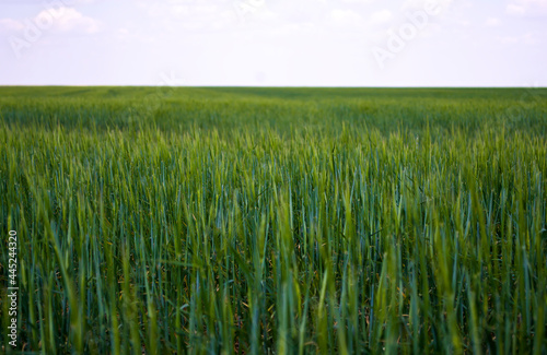 Young green wheat grows in the field. Rows with sprouts of wheat. Concept until Earth Day.