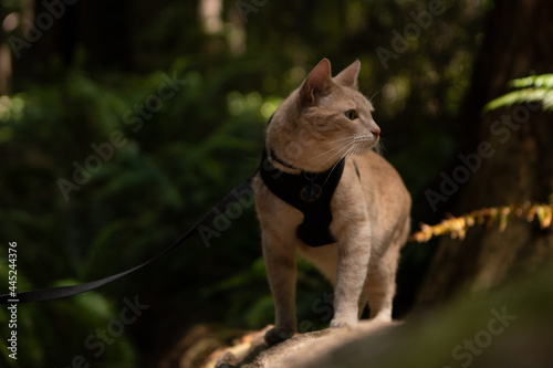 Fototapeta Naklejka Na Ścianę i Meble -  Cat on leash standing on tree looking off into distance with a ray of light coming through the redwood forest in california