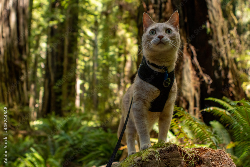 Peach Tabby Cat standing proudly on a tree in redwood forest.