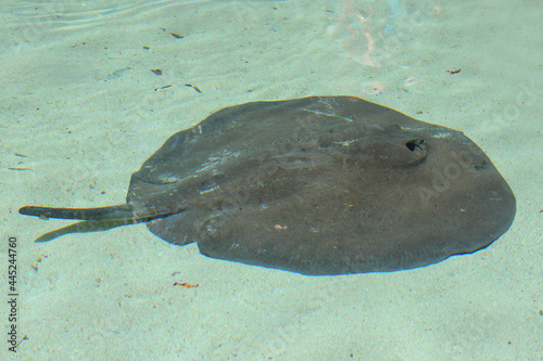 Stingray swimming in the pool on the territory of Xcaret park, famous ecotourism and archaeological park on the mexican Riviera Maya, Quintana Roo, Yucatan, Mexico. Soft focus