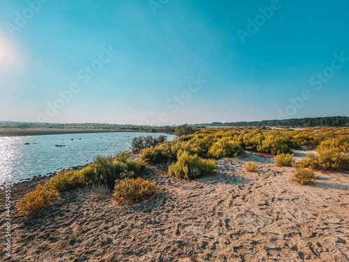 Dessert wild plants and nature | Spectacular Landscape View at Al Wathba Wetland Reserve in Abu Dhabi, UAE | coastal salt flat (sabkha) lakes