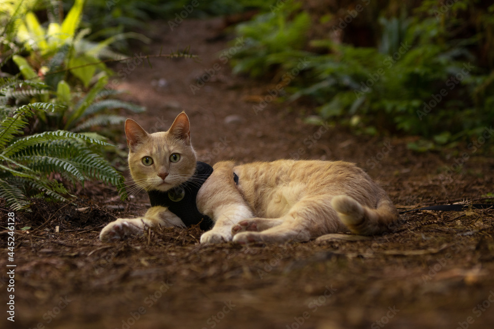 Cat wearing harness laying down on hiking trail in redwood forest california