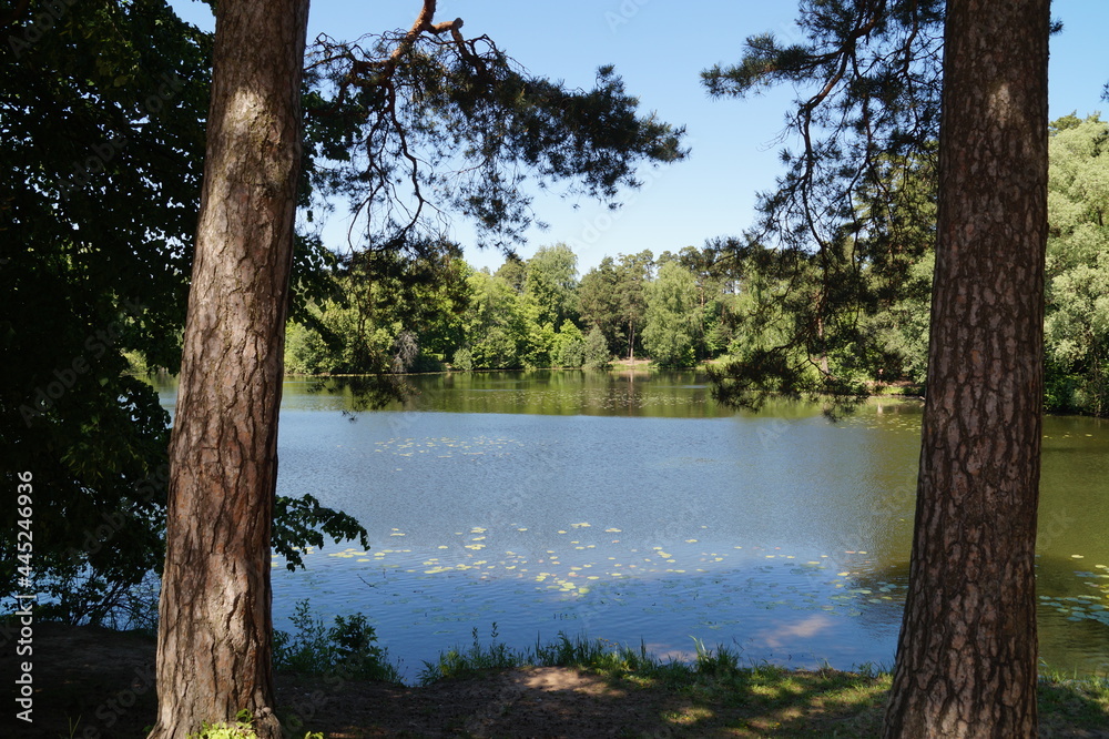 lake in the forest lake in the forest