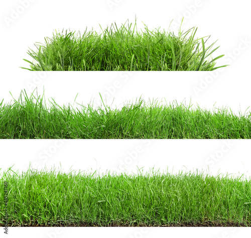 Beautiful lush green grass on white background, collage