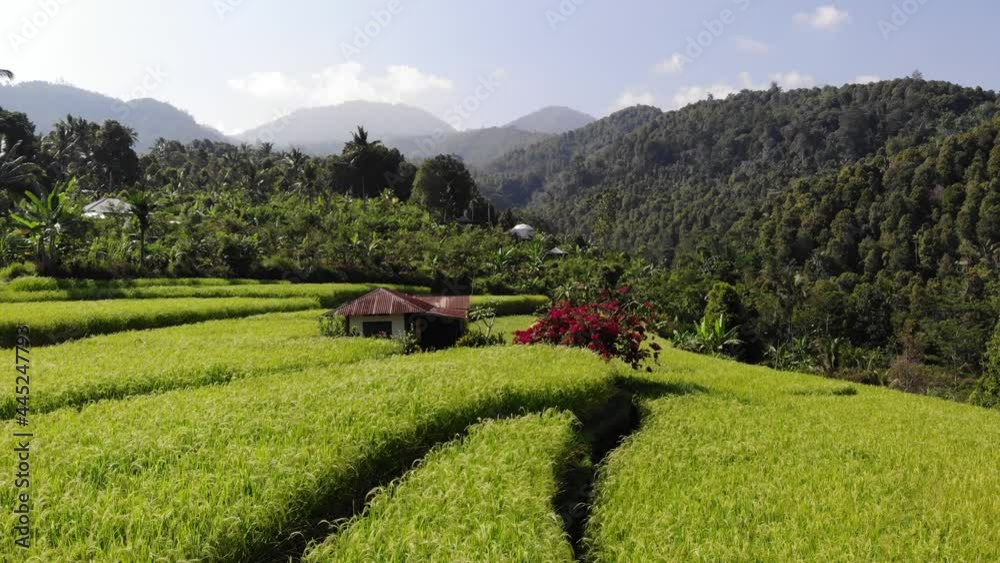 Super Asian Rice Field Asian rice field terrace on mountain side in Pabongpiang village ...
