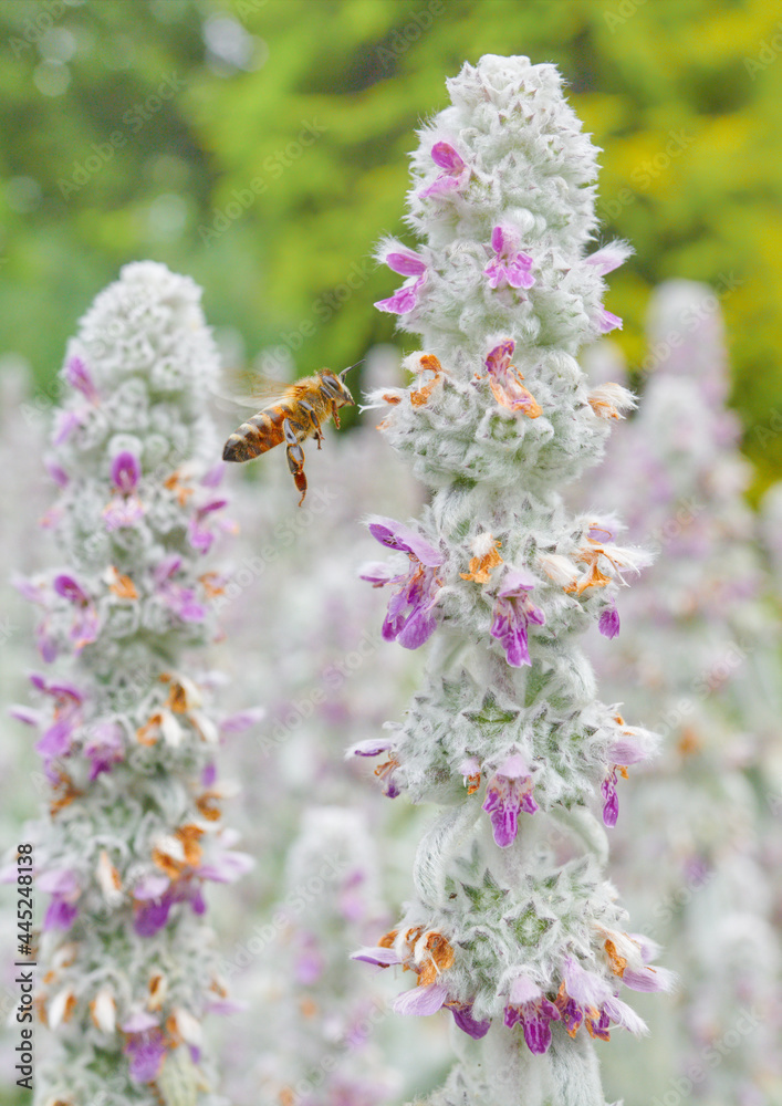 Dzień Pszczoły. The Bee Day. Pracowite pszczoły zapylają kwiaty, tonacja pastelowa, high key, close up., bokeh, rozmyte tło Dzień Pszczoły. The Bee Day. Pracowite pszczoły zapylają kwiaty, tonacja pastelowa, high key, close up., bokeh, rozmyte tło